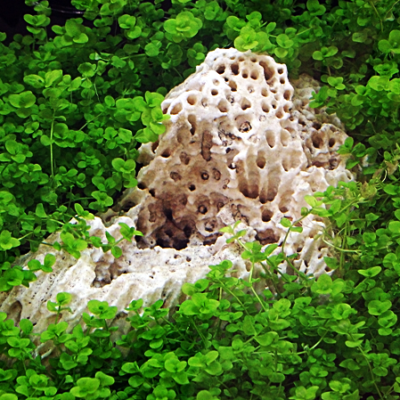 Micranthemum umbrosum - Perlenkraut