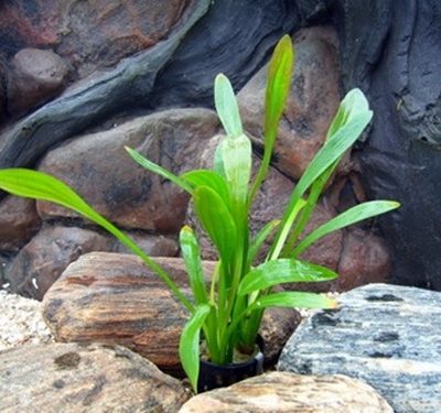 Sagittaria platyphylla - Breitblättriges Pfeilkraut