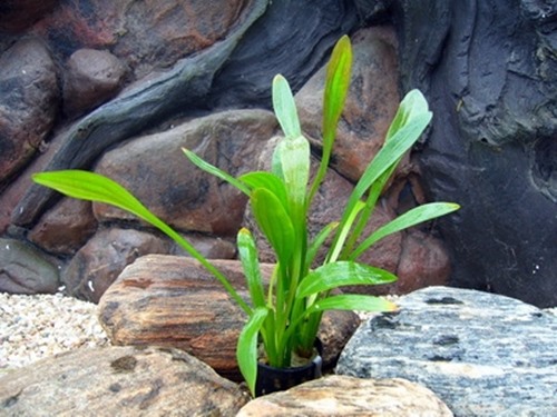 Sagittaria platyphylla - Breitblättriges Pfeilkraut