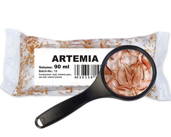 Salinenkrebse (Artemia spec.)