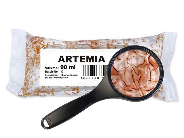 Salinenkrebse (Artemia spec.)