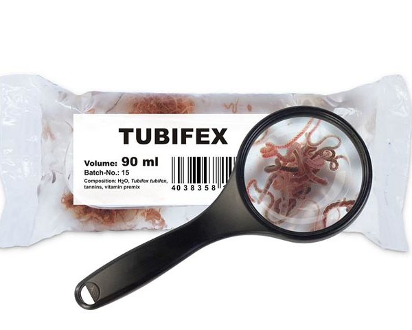 Schlammröhrenwürmer (Tubifex tubifex)