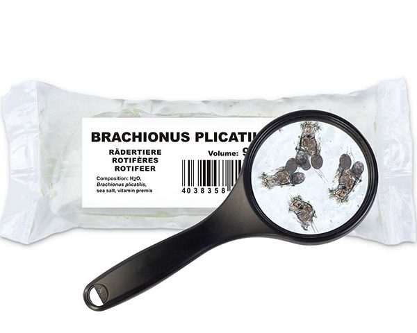 Seewasserrädertiere (Brachionus plicatilis)