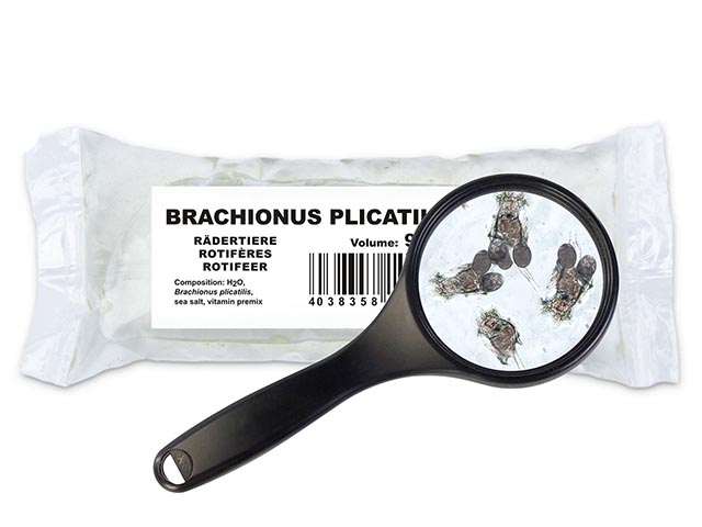 Seewasserrädertiere (Brachionus plicatilis)