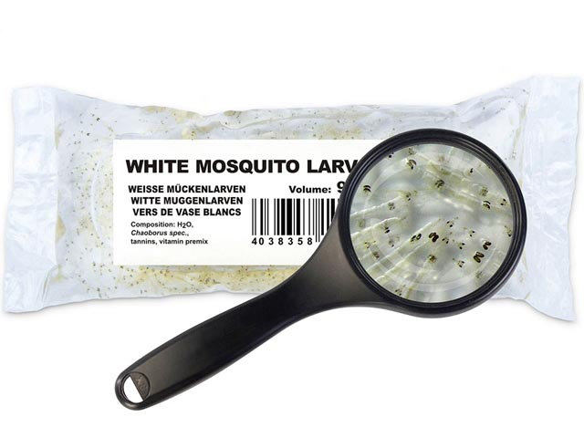 Weisse Mückenlarven Weisse Mückenlarven (Chaoborus spec., Syn. Choretra)