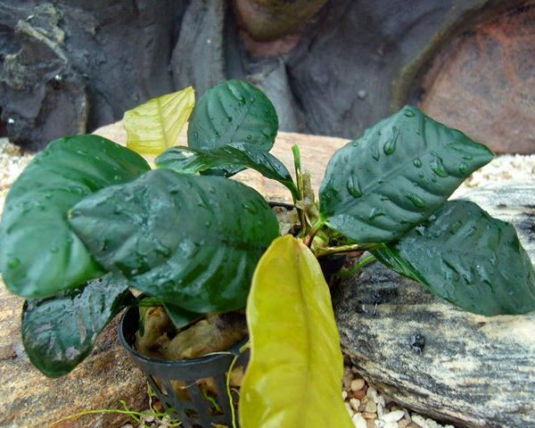 Anubias coffeefolia Kaffeblättriges Speerblatt
