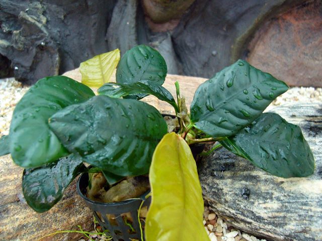 Anubias coffeefolia Kaffeblättriges Speerblatt