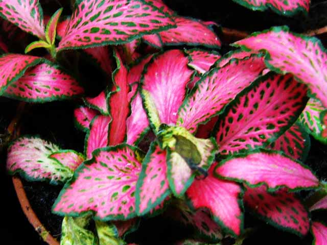 Aquarienpflanzen Oliver Krause Fittonia rosa / weiss