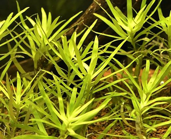 Heteranthera zosterifolia - Trugkölbchen