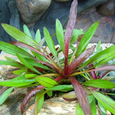 Echinodorus 'Rubin kompakt' Kleine Rubinrote Amazonaspflanze
