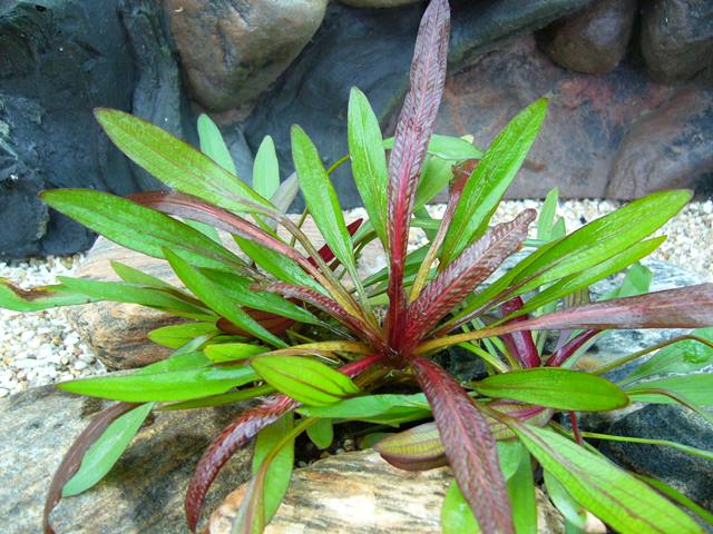 Echinodorus 'Rubin kompakt' Kleine Rubinrote Amazonaspflanze
